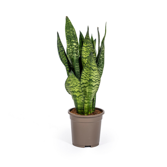 Sansevieria Trifasciata Zeylanica Compacta - Bogenhanf 60cm Ø17cm Topf Grüne Zimmerpflanze