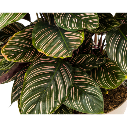 Calathea Ornata Sanderiana - Pflegeleichte Zimmerpflanze 70cm Ø27cm Topf