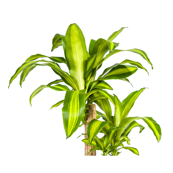 Dracaena Fragrans Massangeana - Pflegeleichte Grüne Zimmerpflanze 80cm Ø19cm Topf