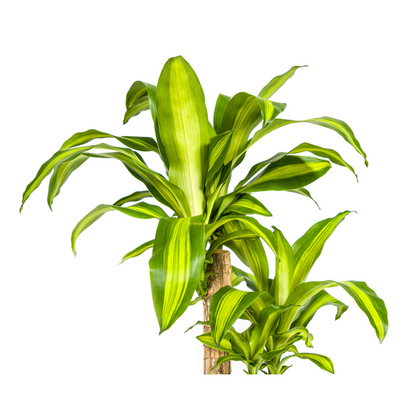 Dracaena Fragrans Massangeana - Pflegeleichte Grüne Zimmerpflanze 80cm Ø19cm Topf