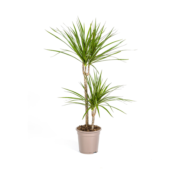 Dracaena Marginata Green - Grüne Pflegeleichte Zimmerpflanze 80cm Ø19cm Topf Palme