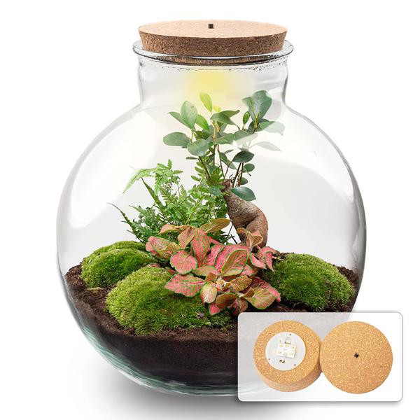 Flaschengarten H31cm Ø23cm LED Pflanzenterrarium Set Bolder Bob mit Ficus Ginseng Bonsai Fittonia + Intelligente Beleuchtung - DIY Terrarium