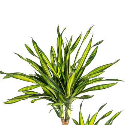 Dracaena Deremensis Rikki - Große Grüne Zimmerpflanze 140cm Ø24cm Topf - Palme