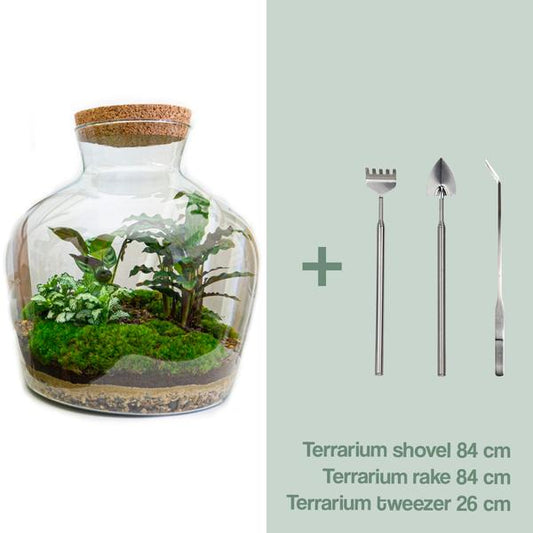 Flaschengarten H30cm Ø29cm Pflanzenterrarium Set Fat Joe Premium mit Calathea Lancifolia Fittonia + Profi Werkzeugset Rechen Schaufel Pinzette - DIY Terrarium