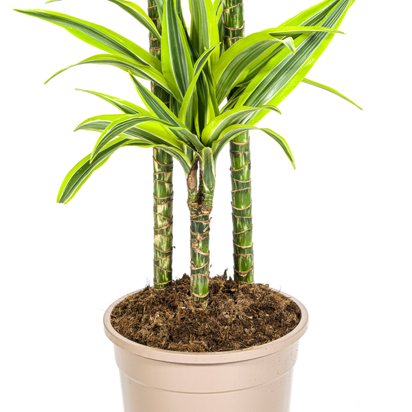 Dracaena Deremensis Lemon Lime - Große Zimmerpflanze 140cm Ø24cm Topf Hellgrün