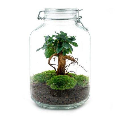 Flaschengarten H28cm Ø18cm Pflanzenterrarium Set mit Ficus Ginseng Bonsai + Profi Werkzeugset Rechen Schaufel - DIY Terrarium