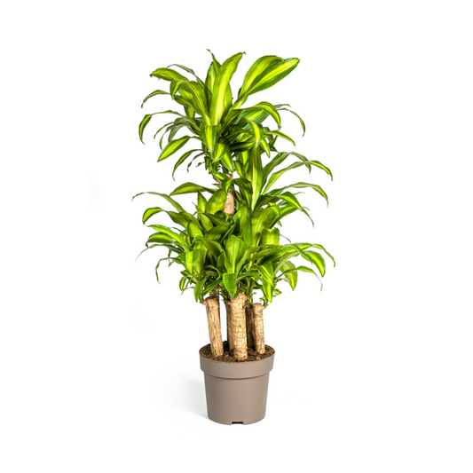 Dracaena Fragrans Massangeana Karussell Pflanze - Große Grüne Zimmerpflanze 140cm Ø30cm Topf