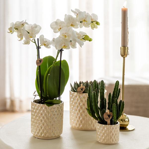 2er Pflanzen Weihnachtsset - Phalaenopsis Orchidee Lausanne und Mini-Weihnachtsbaum mit Deko Teller Platte