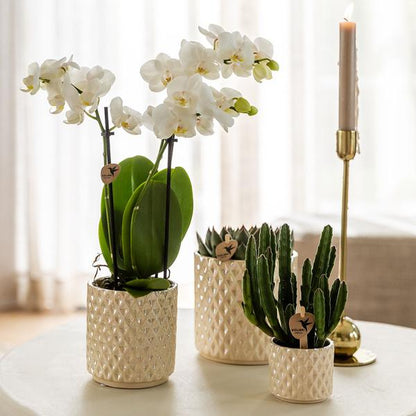 2er Pflanzen Weihnachtsset - Phalaenopsis Orchidee Lausanne und Mini-Weihnachtsbaum mit Deko Teller Platte