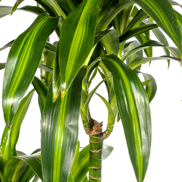 Dracaena Deremensis Hawaiian Sunshine - Große Grüne Zimmerpflanze 180cm Ø27cm Topf