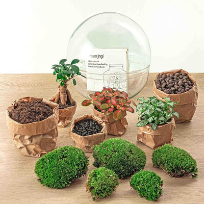 Flaschengarten H30cm Ø30cm Pflanzenterrarium Set Dome XL Premium mit Ficus Ginseng Bonsai Fittonia + Profi Werkzeugset Rechen Schaufel Pinzette - DIY Terrarium