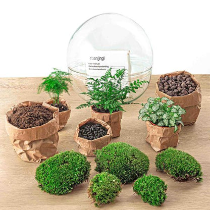 Flaschengarten H30cm Ø30cm Pflanzenterrarium Set Dome XL Premium mit Farn Fittonia Spargel + Profi Werkzeugset Rechen Schaufel Pinzette - DIY Terrarium