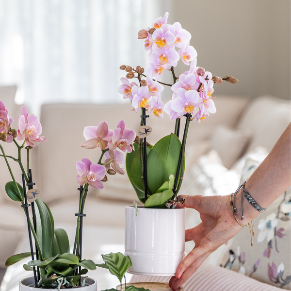 Orchideen Set Phalaenopsis Rosa H45cm mit Sukkulente Keramiktopf Pastell 2er Set Pflanzen