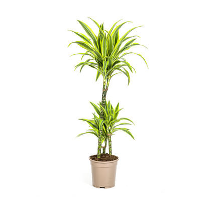 Dracaena Deremensis Lemon Lime - Pflegeleichte Zimmerpflanze 100cm Ø21cm Topf Hellgrüne Dunkelgrüne Pflanzee