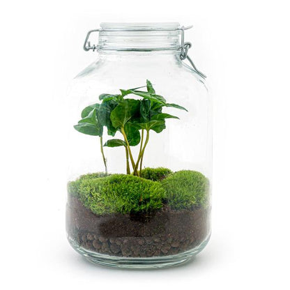 Flaschengarten H28cm Ø18cm Pflanzenterrarium Set mit Coffea Arabica Kaffeepflanze + Profi Werkzeugset Rechen Schaufel Pinzette Schere - DIY Terrarium