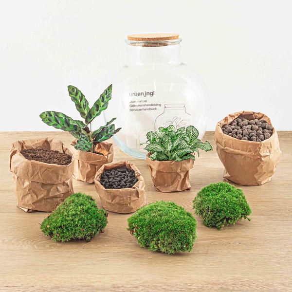 Flaschengarten H26,5cm Ø25cm Pflanzenterrarium Set Teddy mit Calathea Fittonia + Werkzeugset Rechen Schaufel Pinzette - DIY Terrarium