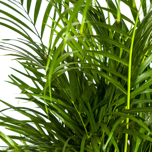 Dypsis Areca Lutescens - Goldpalme Zimmerpflanze 110cm Ø21cm Topf Grün