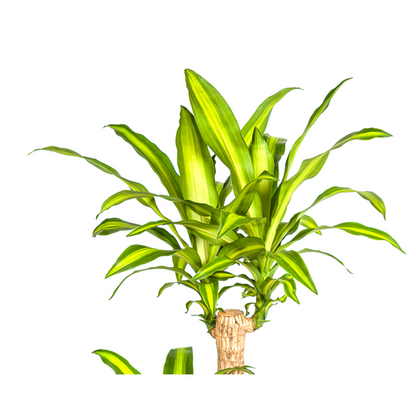 Dracaena Fragrans Massangeana - Große Zimmerpflanze 140cm Ø24cm Topf