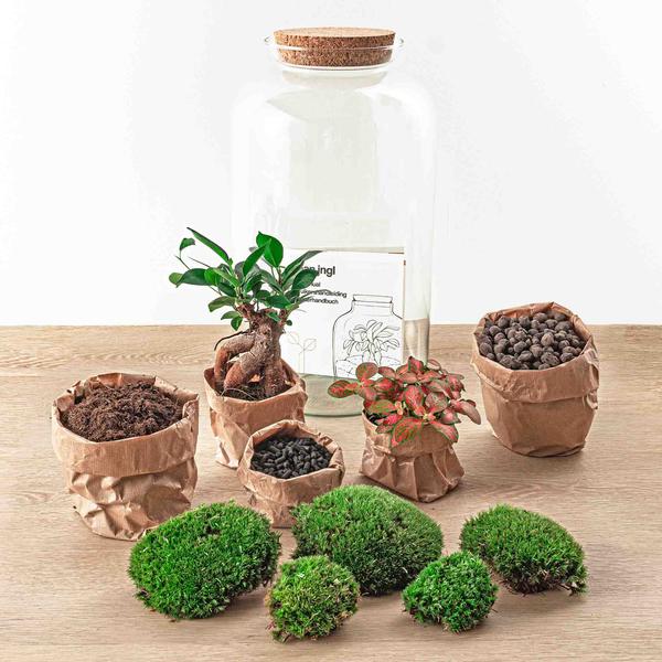 Flaschengarten H43cm Ø23cm Pflanzenterrarium Set Sven Bonsai mit Ficus Ginseng Fittonia + Profi Werkzeugset Rechen Schaufel Pinzette - DIY Terrarium