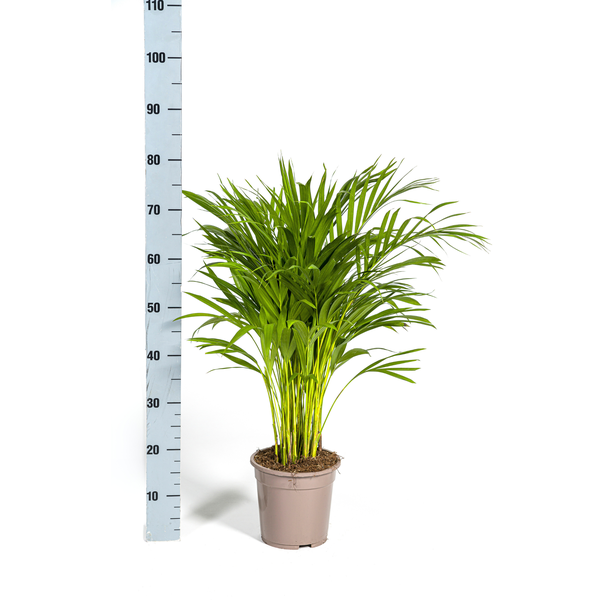 Dypsis Areca Lutescens - Goldpalme Zimmerpflanze 90cm Ø19cm Topf Palme Grün