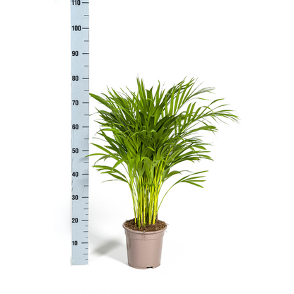 Dypsis Areca Lutescens - Goldpalme Zimmerpflanze 90cm Ø19cm Topf Palme Grün