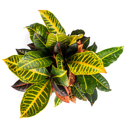 Codiaeum Croton Petra Zimmerpflanze - Bunte Blätter Ø17cm / 50cm Höhe - Lederartige Blätter