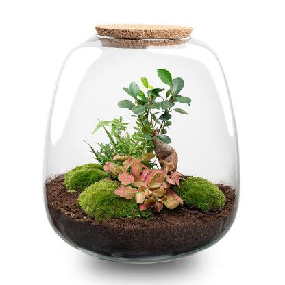 Pflanzenterrarium DIY Set H25cm Glas mit LED Bonsai Red Moos Modern