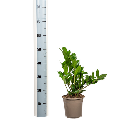 Zamioculcas Zamiifolia - Pflegeleichte ZZ Zimmerpflanze 50cm Ø17cm Topf Grün