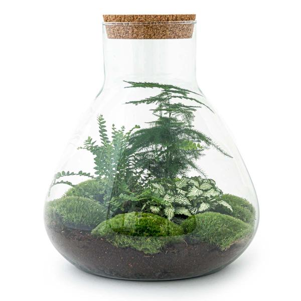 Flaschengarten H35cm Ø30cm Pflanzenterrarium Set Sam XL mit Spargel Fittonia Farn + Werkzeugset Rechen Schaufel - DIY Terrarium