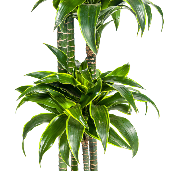 Dracaena Deremensis Dorado - Große Grüne Zimmerpflanze 180cm Ø27cm Topf