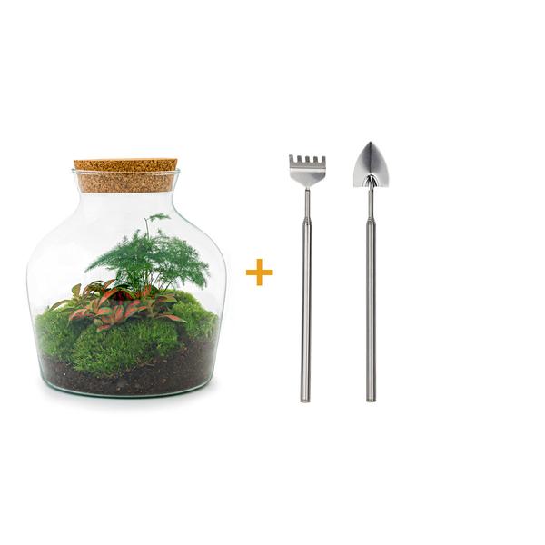 Flaschengarten H21,5cm Ø20cm Pflanzenterrarium Set Little Joe mit Fittonia Asparagus + Profi Werkzeugset Rechen Schaufel - DIY Terrarium