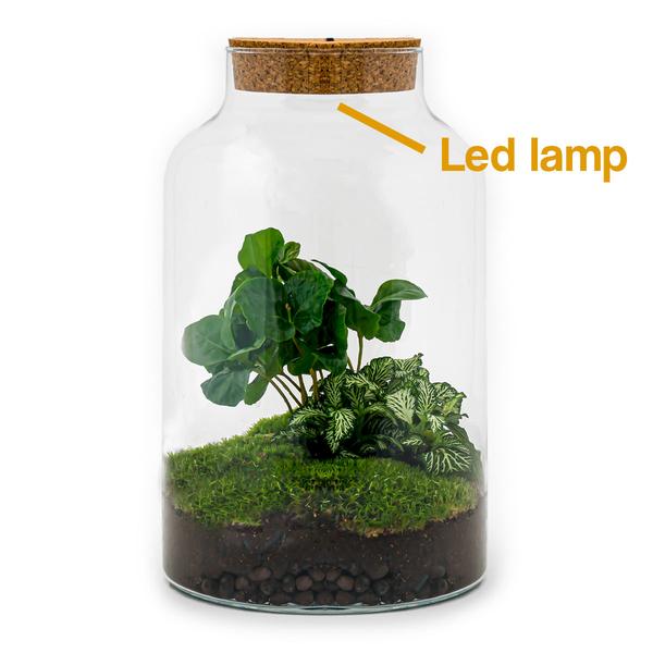 Flaschengarten H31cm Ø17cm LED Pflanzenterrarium Set Milky Coffea mit Kaffeepflanze Fittonia + Profi Werkzeugset Rechen Schaufel Pinzette Schere - DIY Terrarium