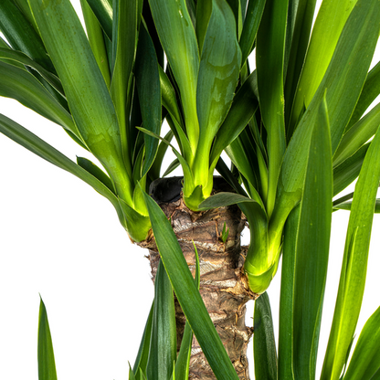 Yucca Elephantipes - Pflegeleichte Zimmerpflanze 100cm Ø21cm Topf Yucca Palme Grün