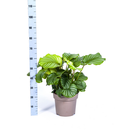 Calathea Orbifolia - Exotische Zimmerpflanze 80cm Ø27cm Topf Grüne Blätter mit Muster