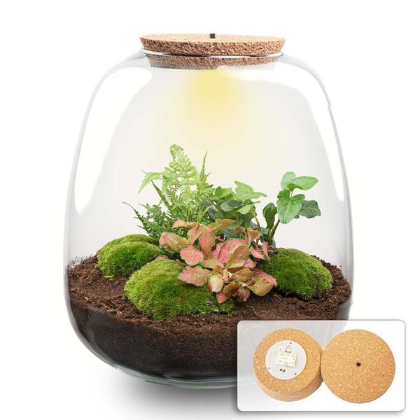 Pflanzenterrarium DIY Set H25cm LED Efeu Rot Hedera Red Biotop Modern