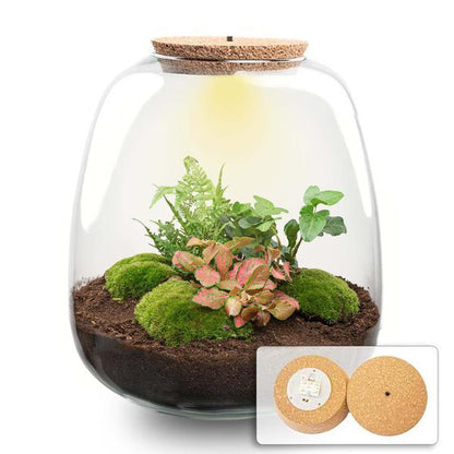 Pflanzenterrarium DIY Set H25cm LED Efeu Rot Hedera Red Biotop Modern