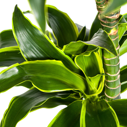 Dracaena Deremensis Dorado - Elegante Grüne Zimmerpflanze 130cm Ø24cm Topf große Grüne Pflanze