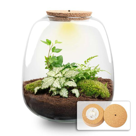 Pflanzenterrarium DIY Set Emma H25cm Glas mit LED Fittonia White Tiger