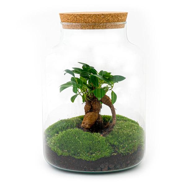 Flaschengarten H30cm Ø21cm Pflanzenterrarium Set Milky Premium mit Ficus Ginseng Bonsai + Profi Werkzeugset Rechen Schaufel Pinzette - DIY Terrarium