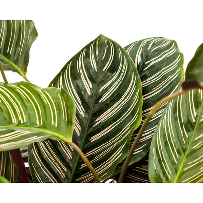 Calathea Ornata Sanderiana - Pflegeleichte Zimmerpflanze 70cm Ø27cm Topf