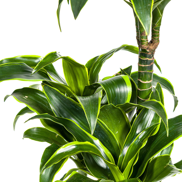 Dracaena Deremensis Dorado - Elegante dunkelgrüne Zimmerpflanze 110cm Höhe Ø21cm Topf