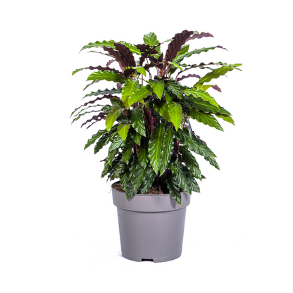 Calathea Rufibarba - Samtblatt Zimmerpflanze 70cm Ø27cm Topf Grüne Rote Blätter