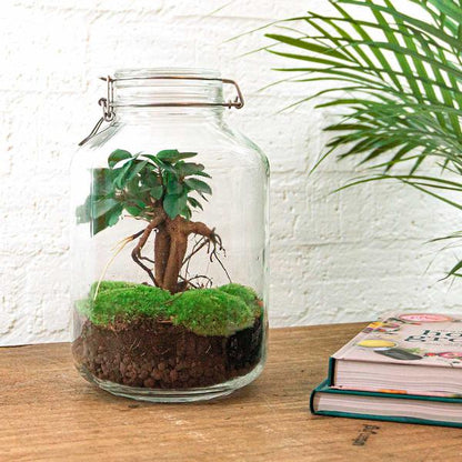 Flaschengarten H28cm Ø18cm Pflanzenterrarium Set mit Ficus Ginseng Bonsai + Profi Werkzeugset Rechen Schaufel Pinzette Schere - DIY Terrarium