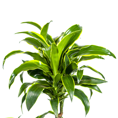 Dracaena Deremensis Dorado - Elegante dunkelgrüne Zimmerpflanze 110cm Höhe Ø21cm Topf