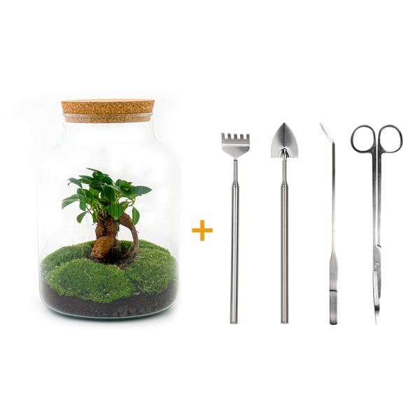 Flaschengarten H30cm Ø21cm Pflanzenterrarium Set Milky Deluxe mit Ficus Ginseng Bonsai + Profi Werkzeugset Rechen Schaufel Pinzette Schere - DIY Terrarium