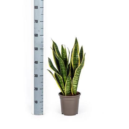 Sansevieria Trifasciata Futura Superba Bogenhanf- Pflegeleichte Zimmerpflanze 55cm Ø17cm Topf