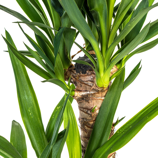 Yucca Elephantipes Palme - Pflegeleichte Zimmerpflanze Palme 80cm Ø19cm Topf Yucca Palme