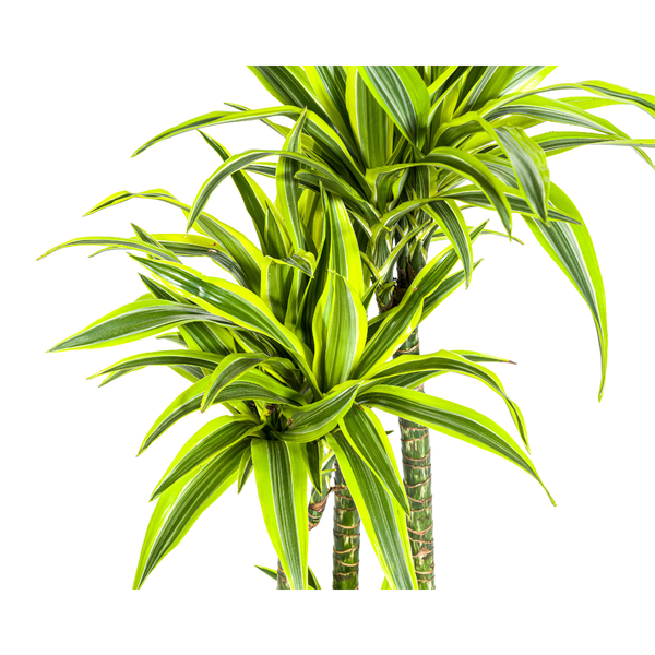 Dracaena Deremensis Lemon Lime - Große Grüne Zimmerpflanze 180cm Ø27cm Topf