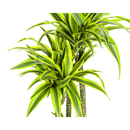 Dracaena Deremensis Lemon Lime - Große Grüne Zimmerpflanze 180cm Ø27cm Topf