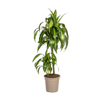 Dracaena Deremensis Hawaiian Sunshine - Tropische Grüne Zimmerpflanze 80cm Ø19cm Hellgrüne und Dunkelgrüne Blätter